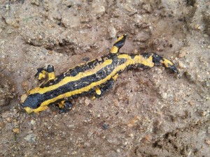 Photo salamandre écrasée par engins de chantier